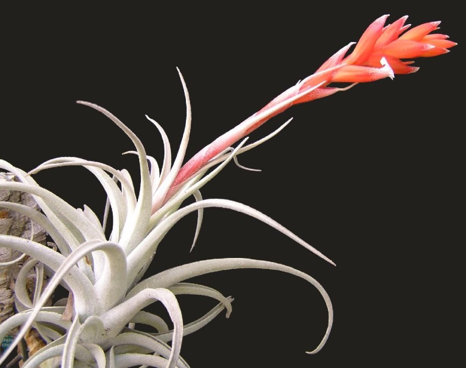 Тилландсия цветок Адриана