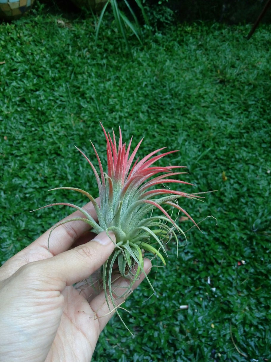 Тилландсия ионанта ред