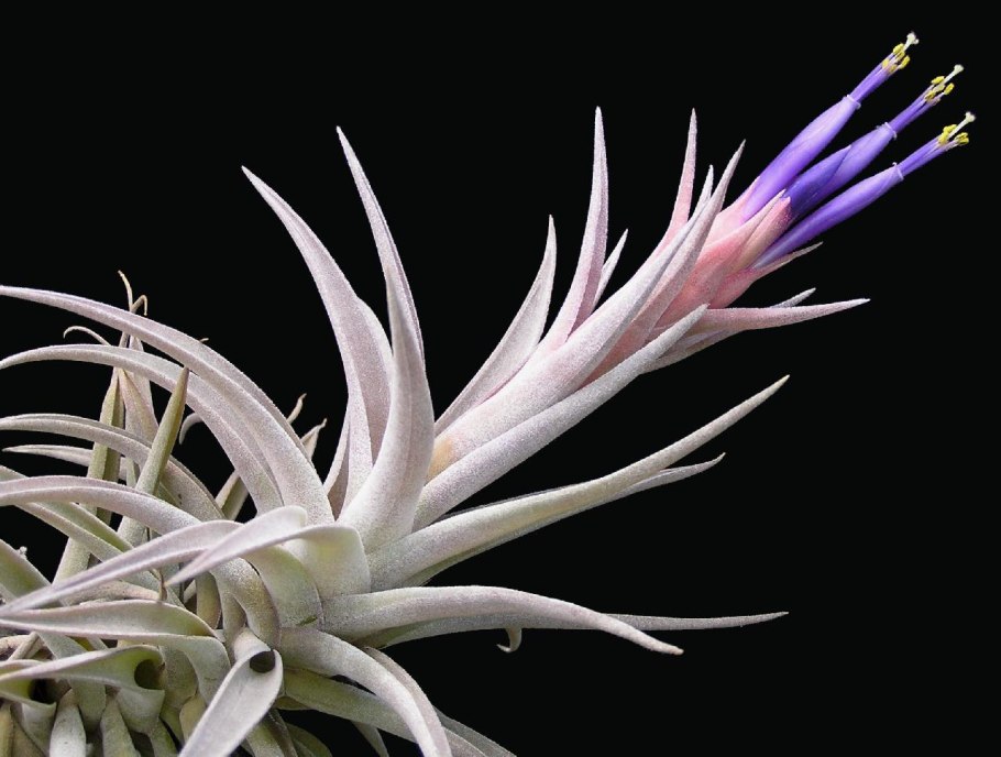 Тилландсия albida