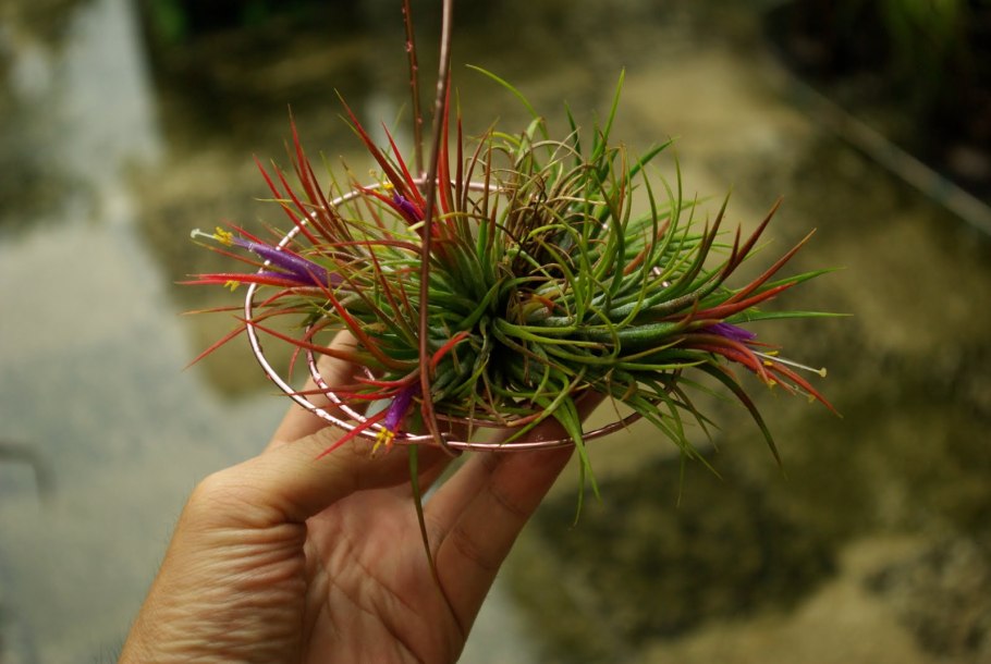 Ионанта albida Тилландсия