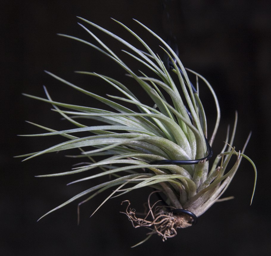 Тилландсии Абдида уветение