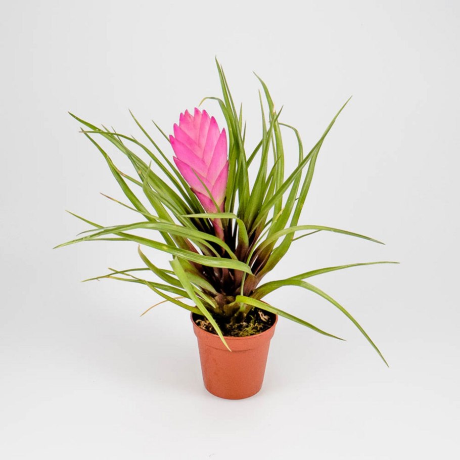 Тилландсия cyanea