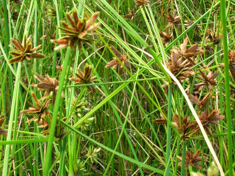 Сыть круглая Cyperus rotundus
