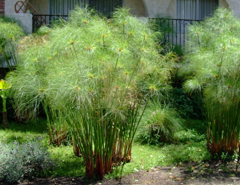 Сыть круглая Cyperus rotundus