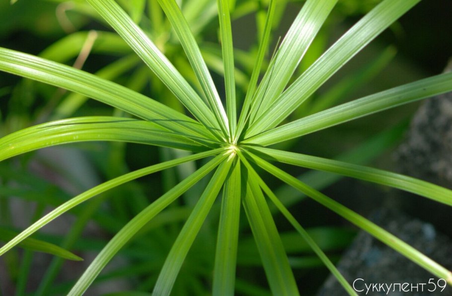 Cyperus eragrostis