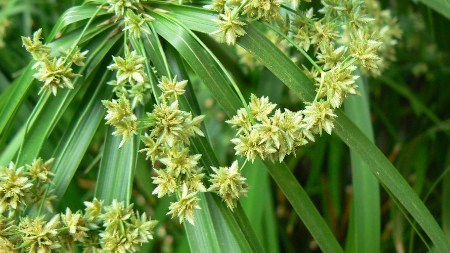Cyperus haspan