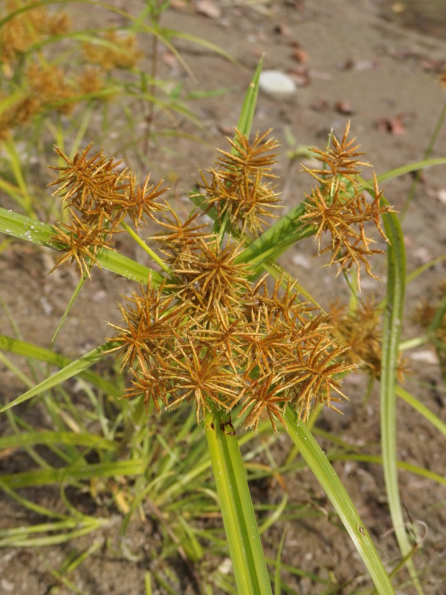 Сыть (Cyperus). Семейство осоковых.