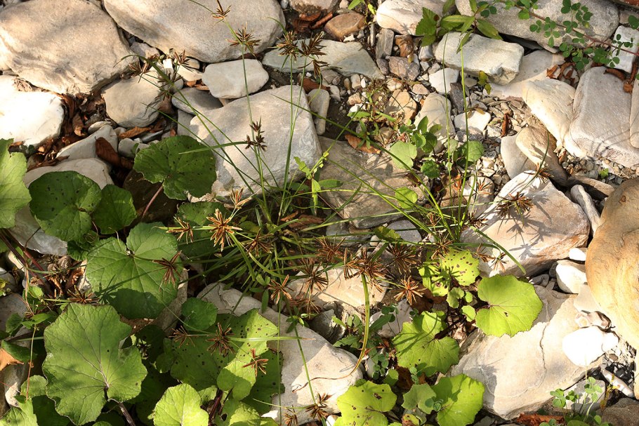 Сыть джунгарская