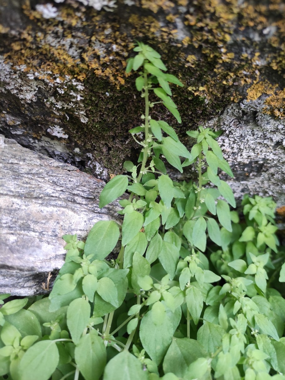 Постенница (Parietaria)