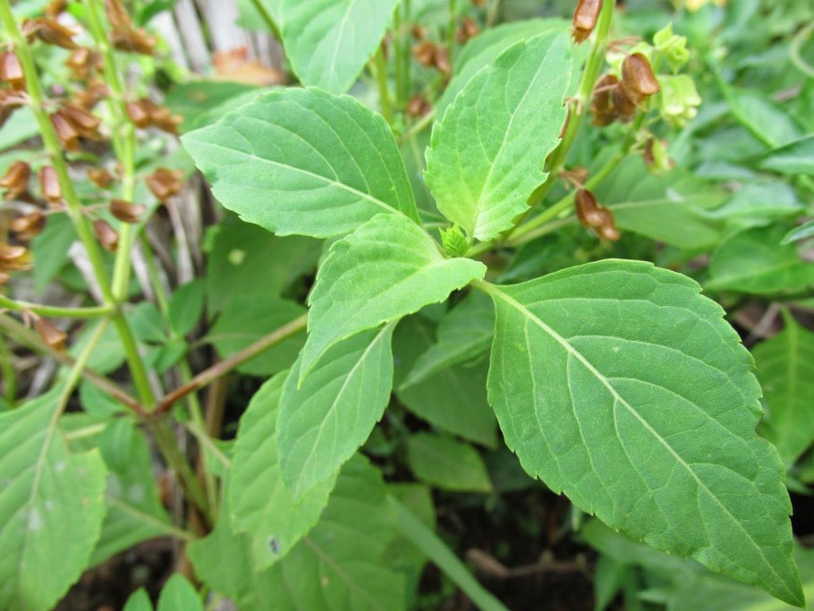 Лес с недотрогой мелколепестной