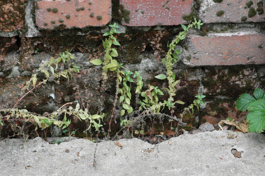 Постенница мелкоцветковая