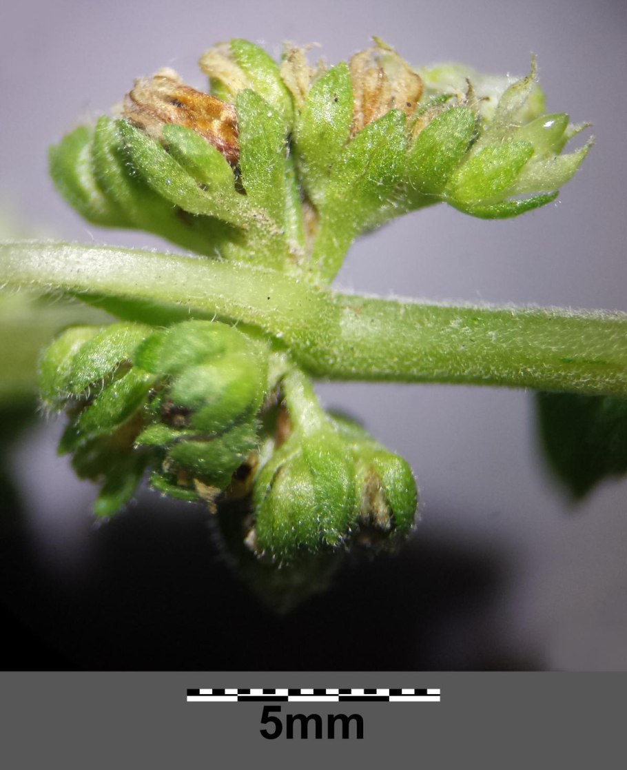 Дымянка лекарственная (fumaria officinalis)