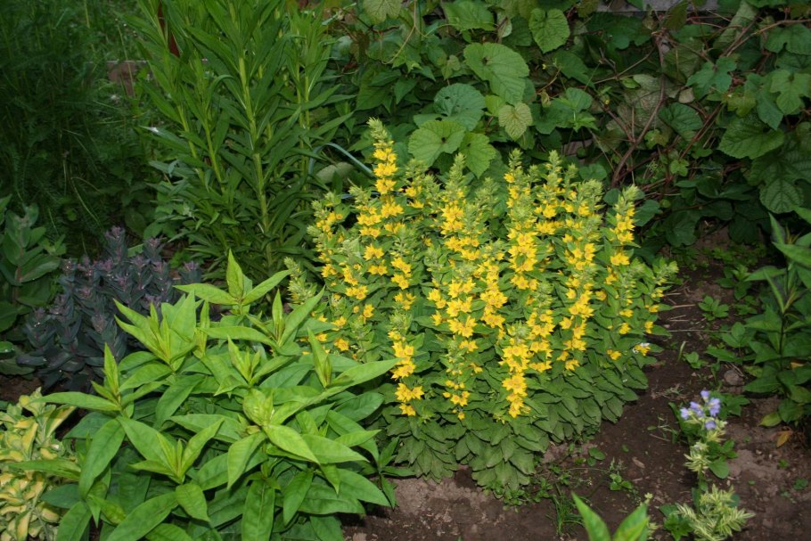 Сорняк Галинзога четырехлучевая