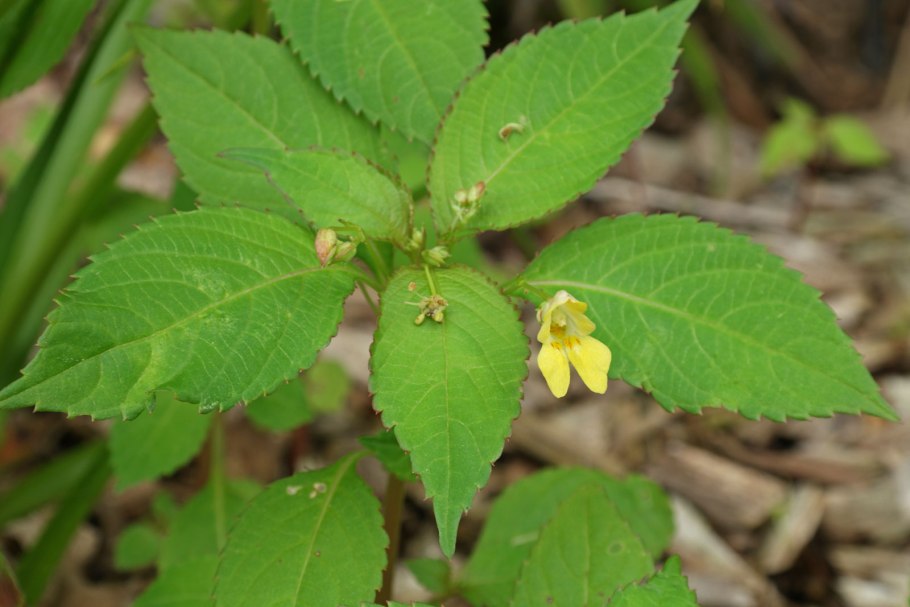 Недотрога мелкоцветковая (Impatiens parviflora)