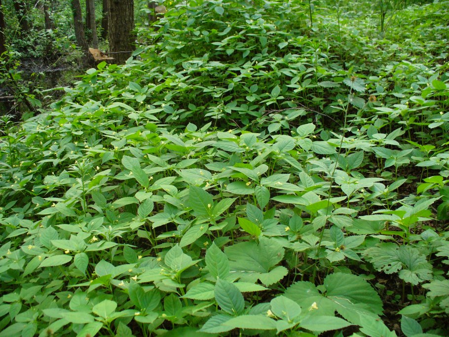 Крапива двудомная Эстетика