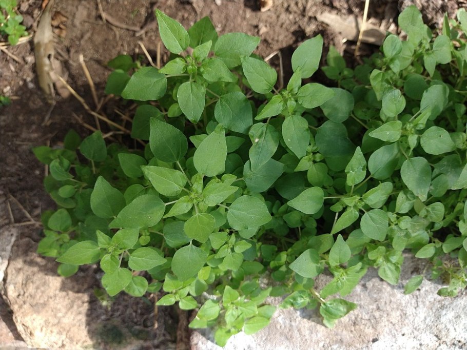 Постенница мелкоцветная