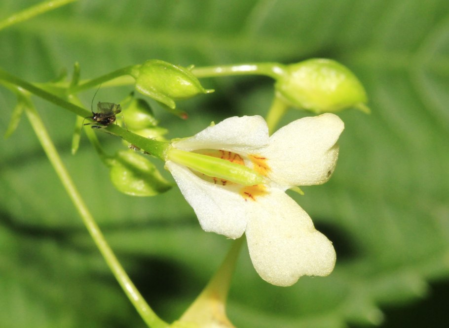 Бальзамин Лесной