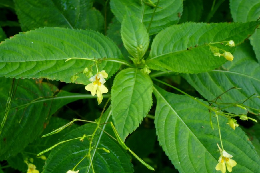 Галинсога мелкоцветковая американка