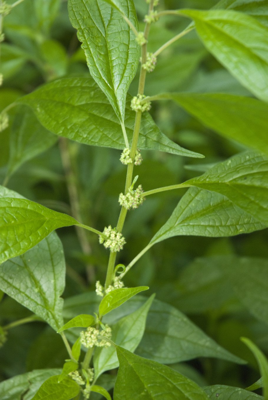 Постенница мелкоцветная