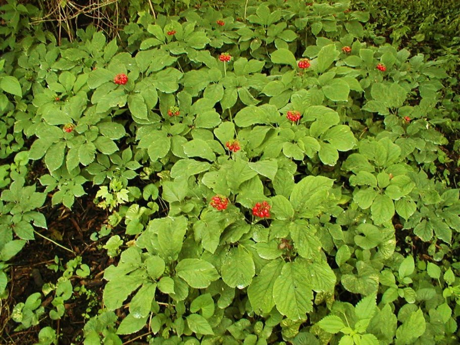 Постенница мелкоцветная