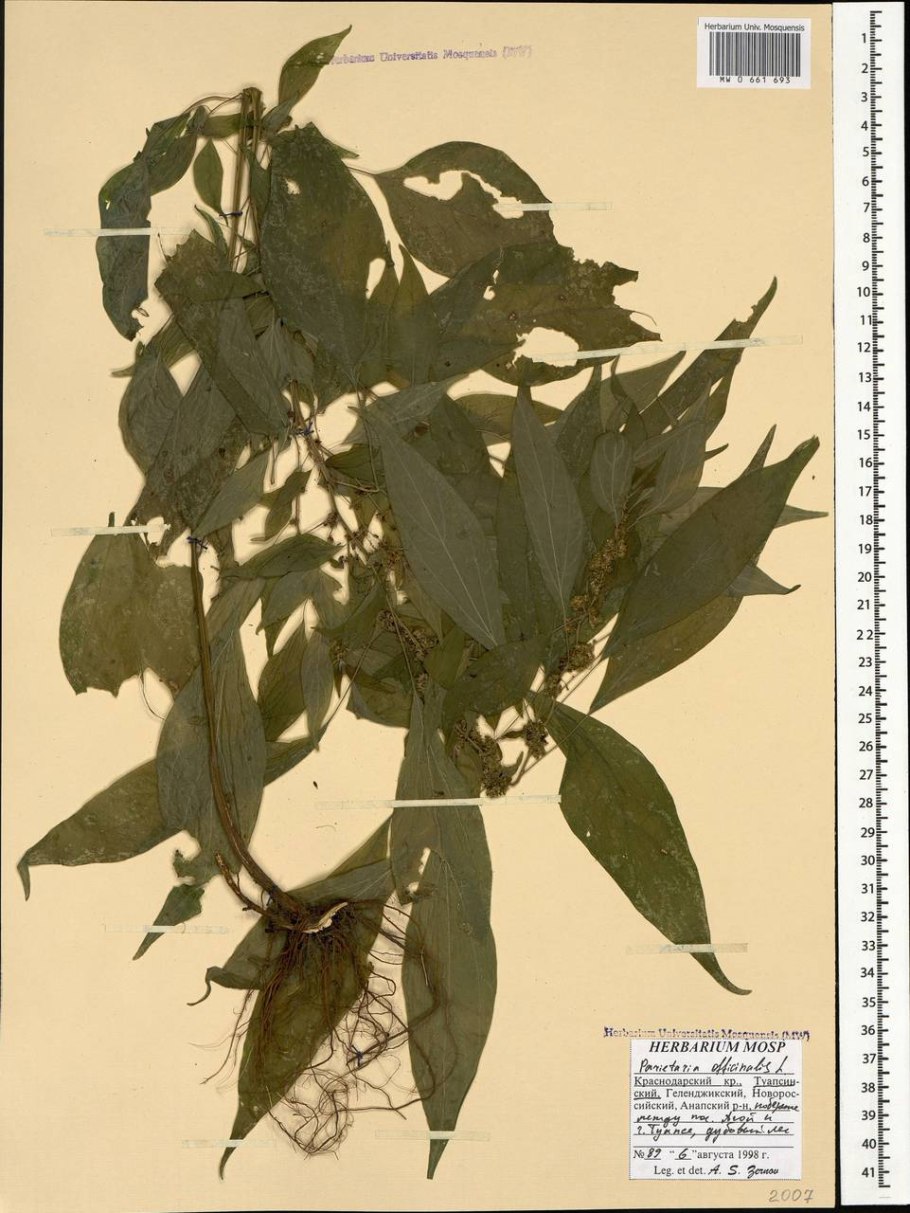 Недотрога бальзамин мелкоцветковый