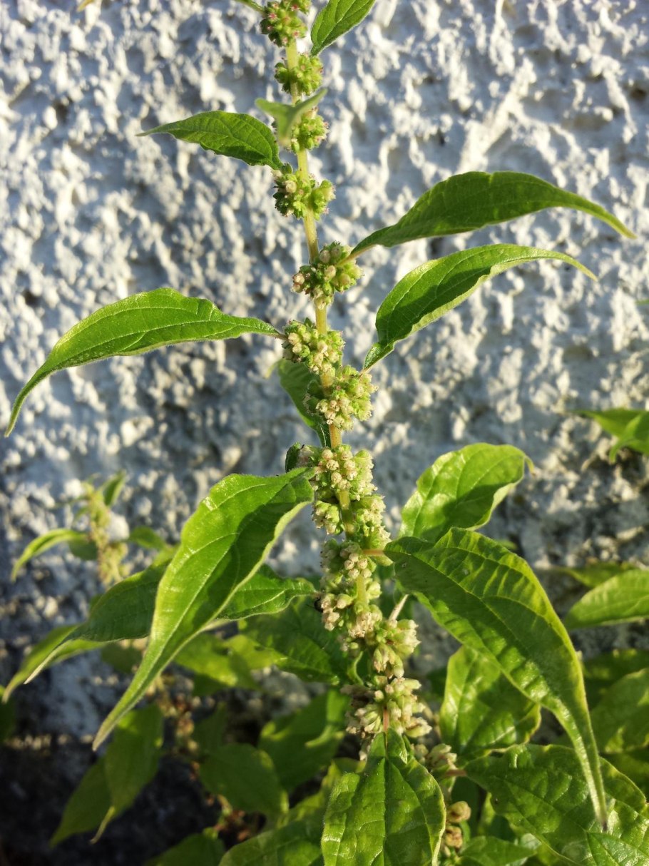 Постенница аптечная