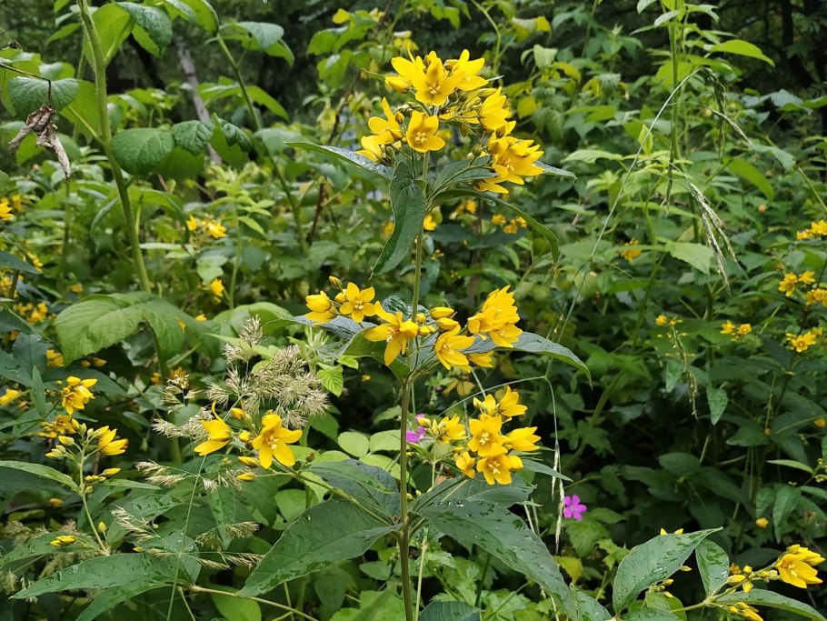 Вербейник обыкновенный листья