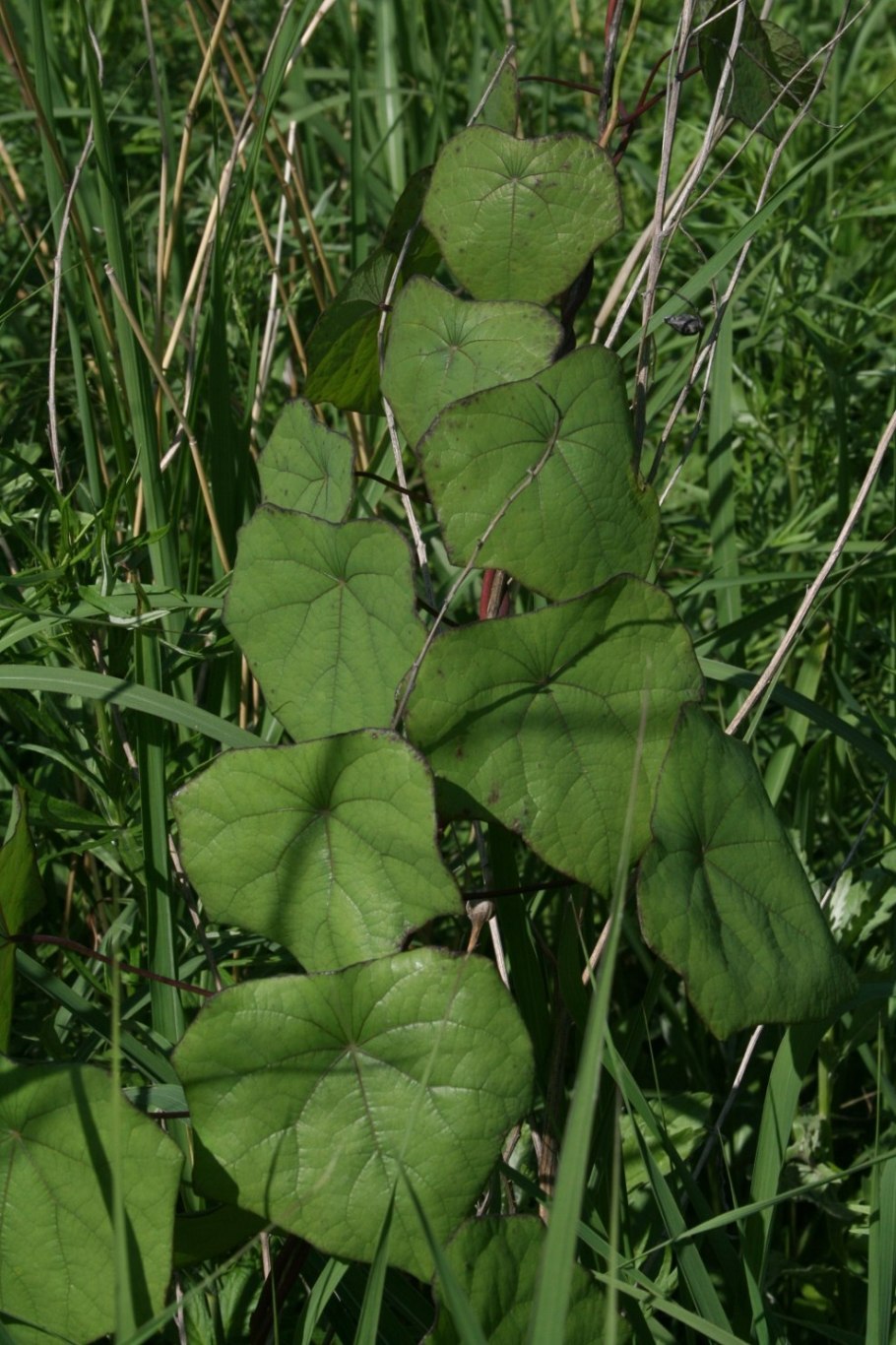 Мимоза стыдливая