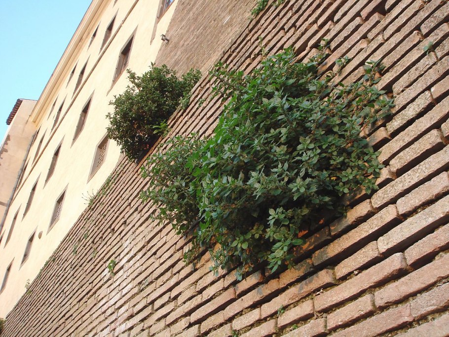 Галинсога мелкоцветная