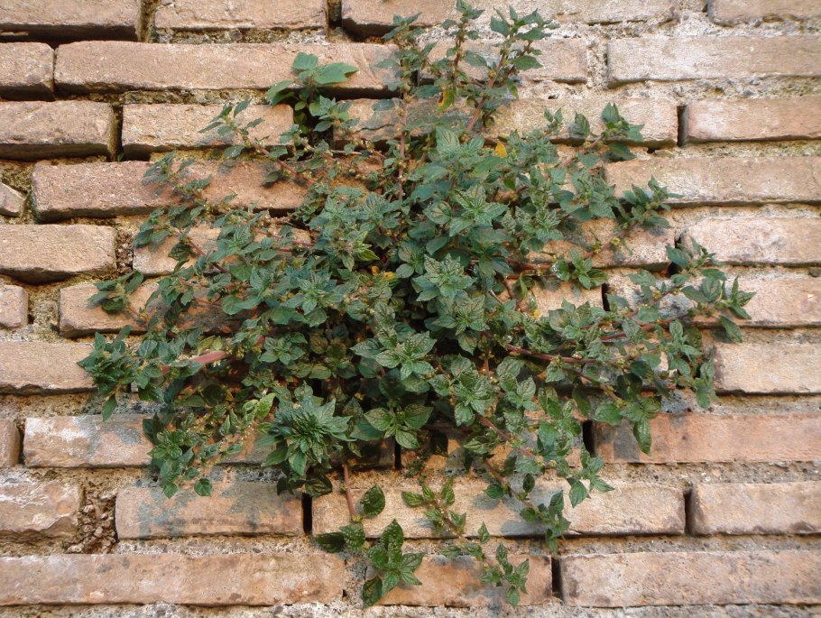 Луносемянник Даурский (Menispermum dauricum DC)