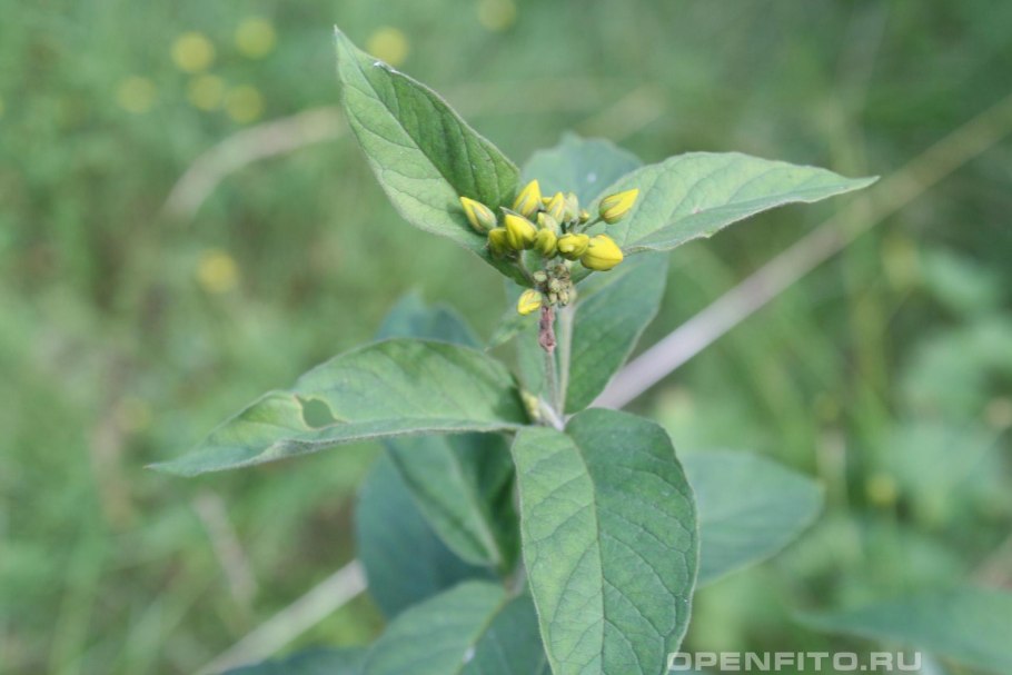 Symphytum officinale окопник