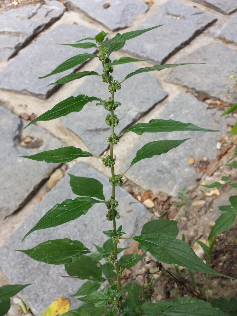 Виола ползучая вербейник