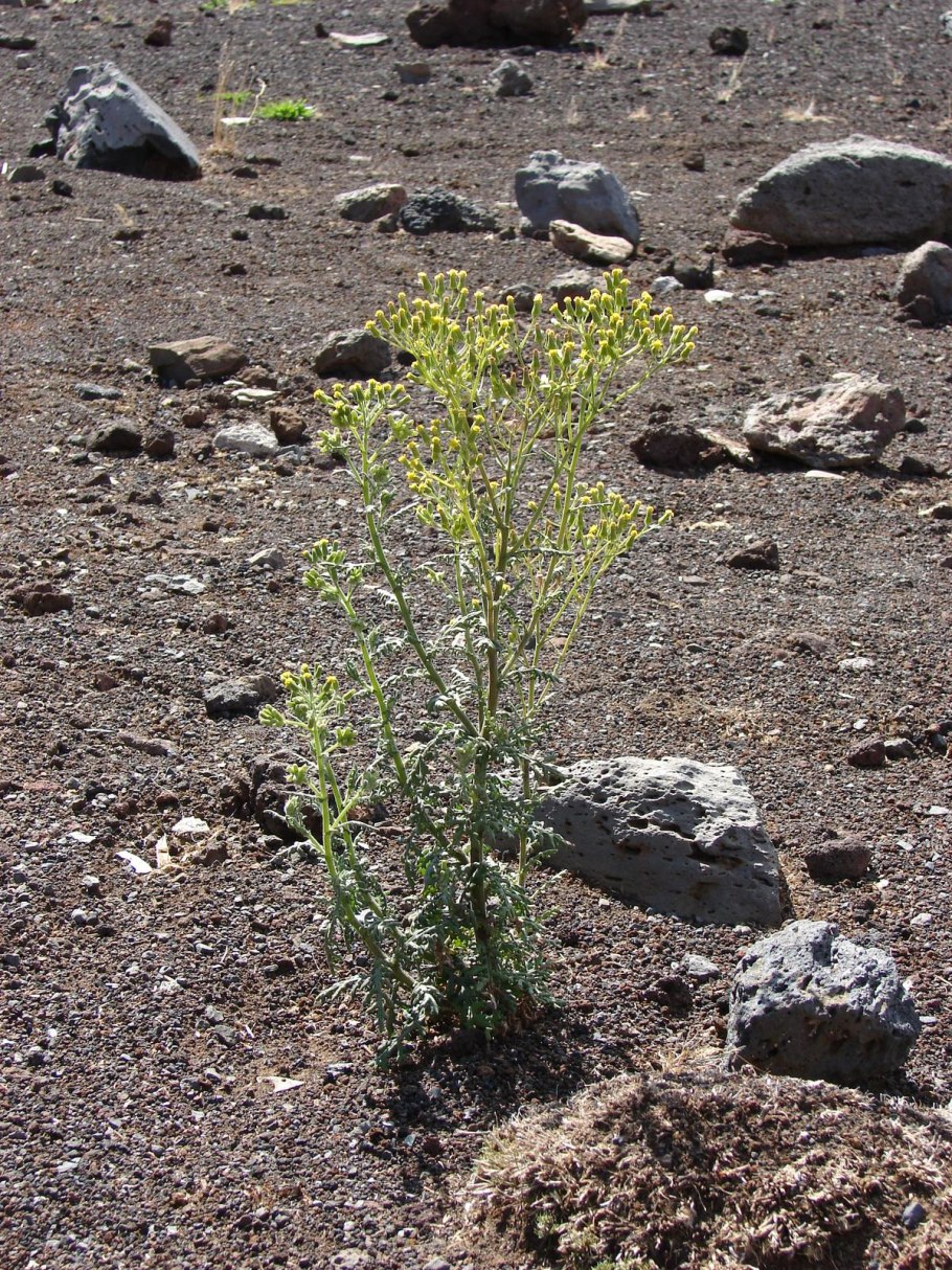 Сорняки центрального Черноземья
