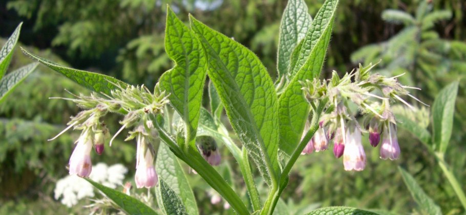 Амарант щирица огородный