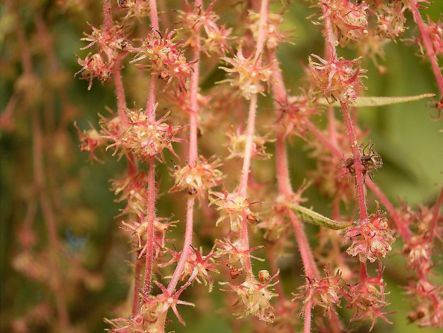 Пустырник обыкновенный