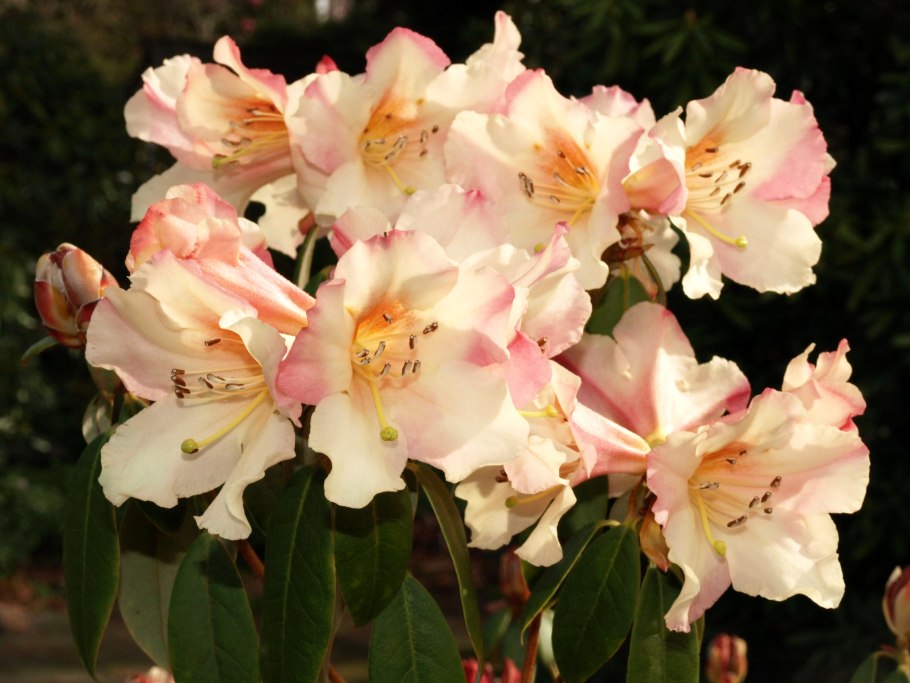 Рододендрон лонтайсер