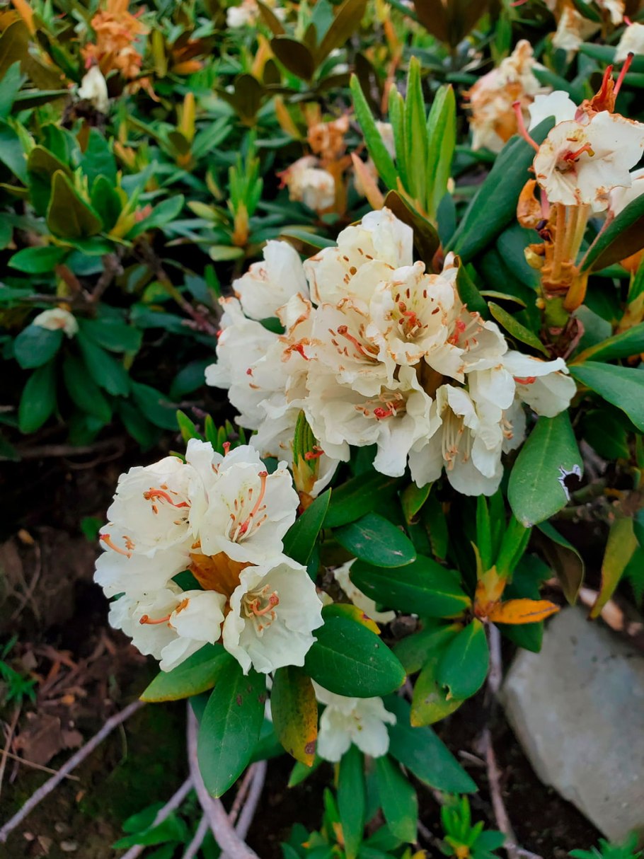 Азалия рододендрон