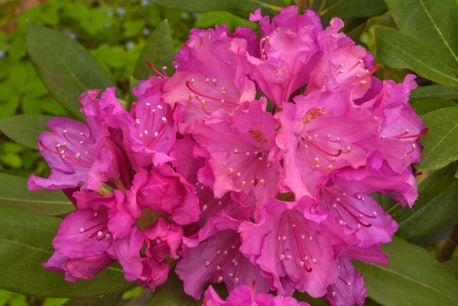 Рододендрон красный куст