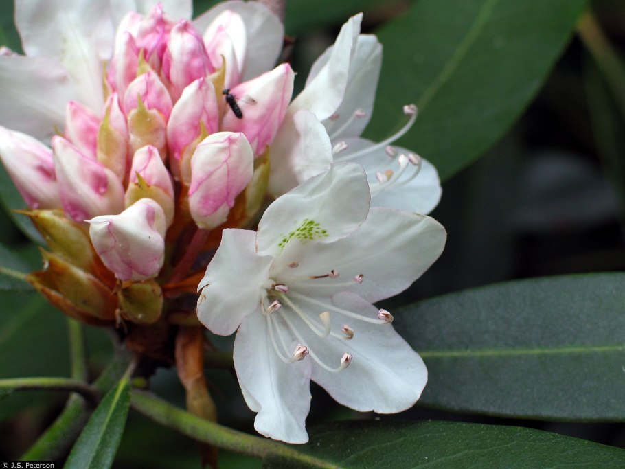 Рододендрон максимум