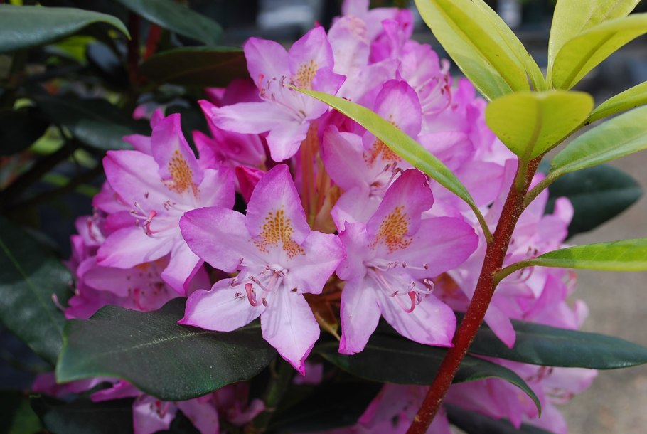 Рододендрон Wladyslaw Lokietek