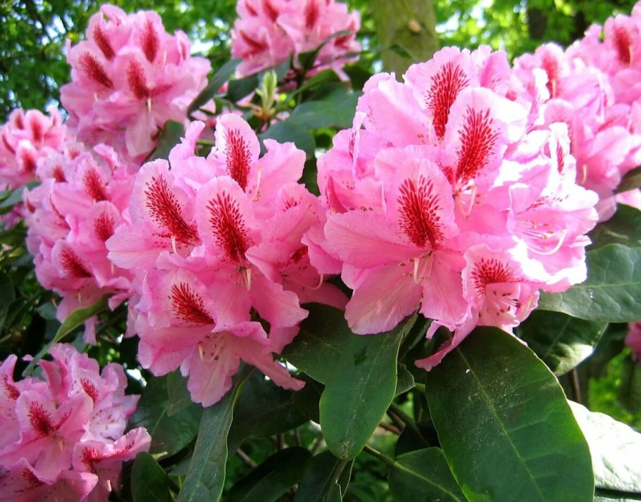 Great Laurel (Rhododendron maximum)
