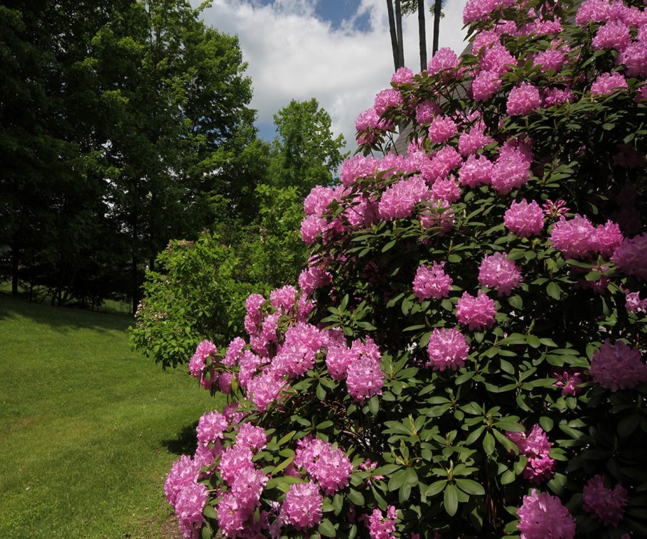 Рододендрон древовидный куст