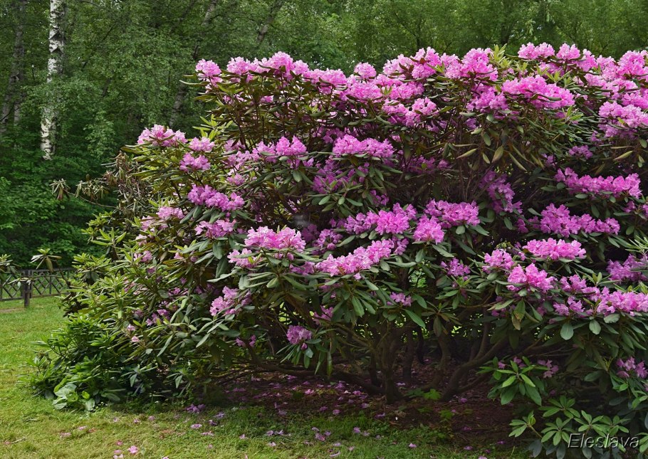 Рододендрон крупнейший Rhododendron maximum