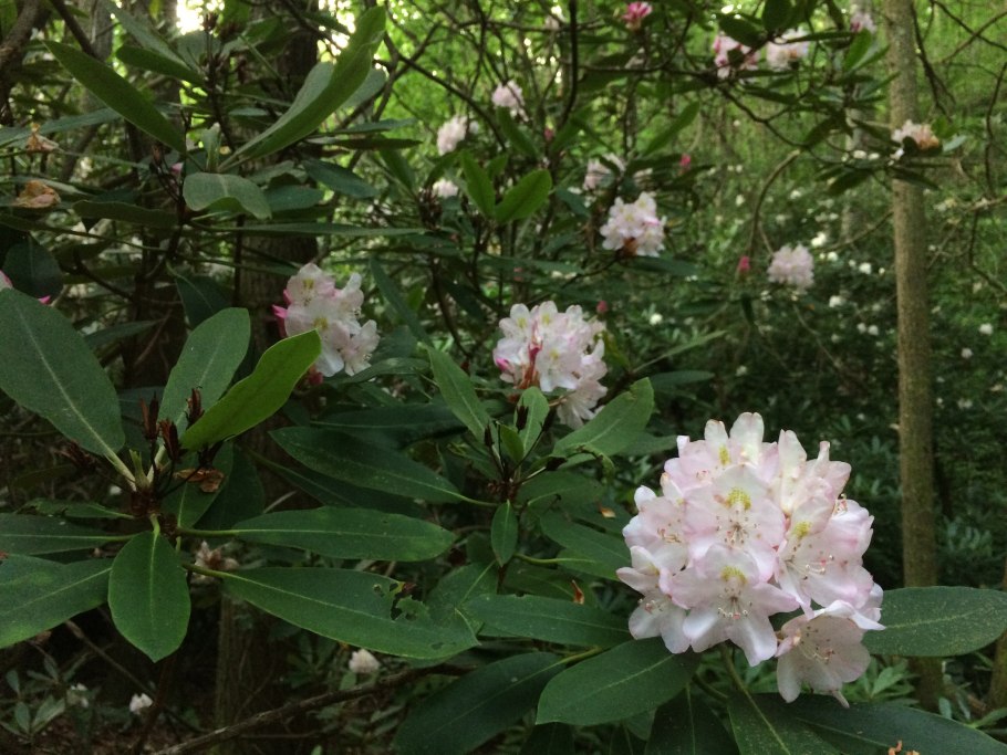 Рододендрон Princess maxima