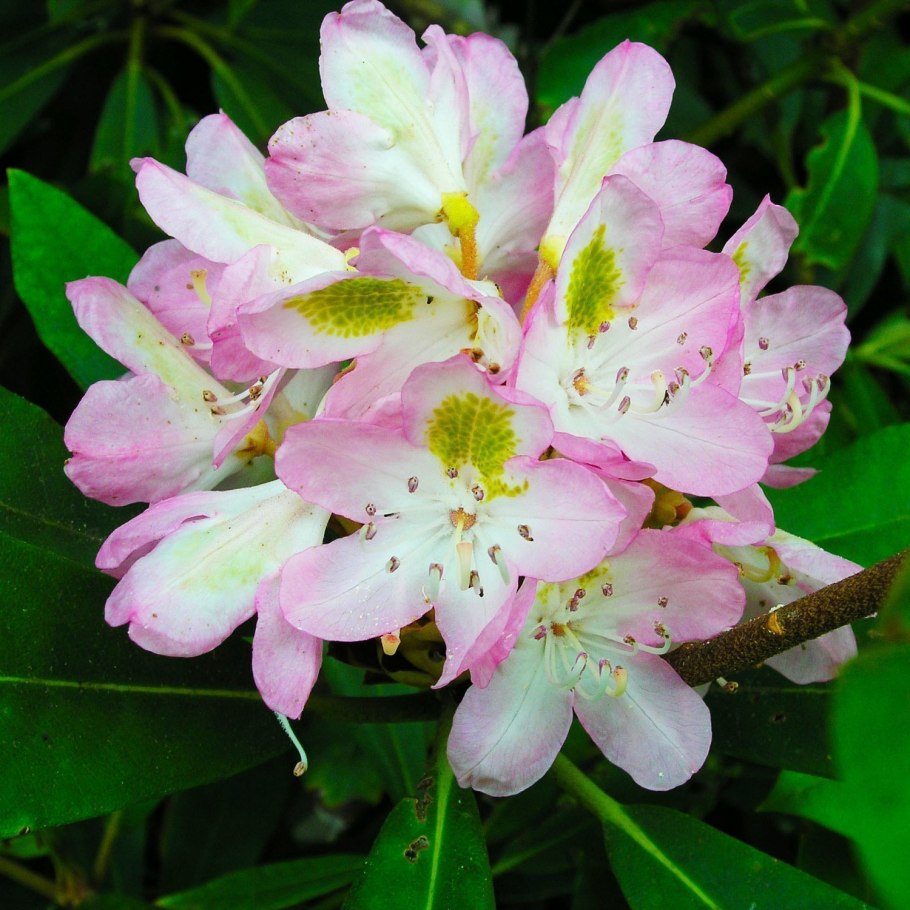 Рододендронов крупнейшей