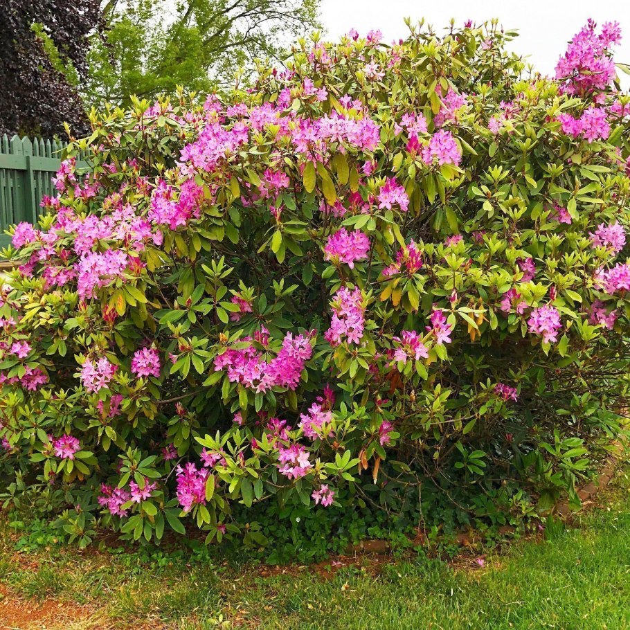 Рододендрон лиловый