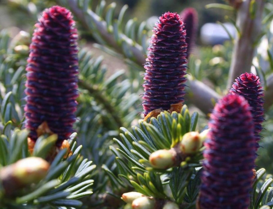 Пихта корейская Сильберлок шишки