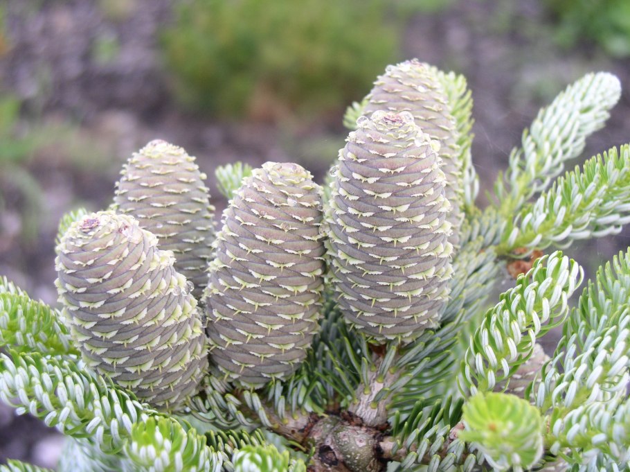 Пихта Пиноккио