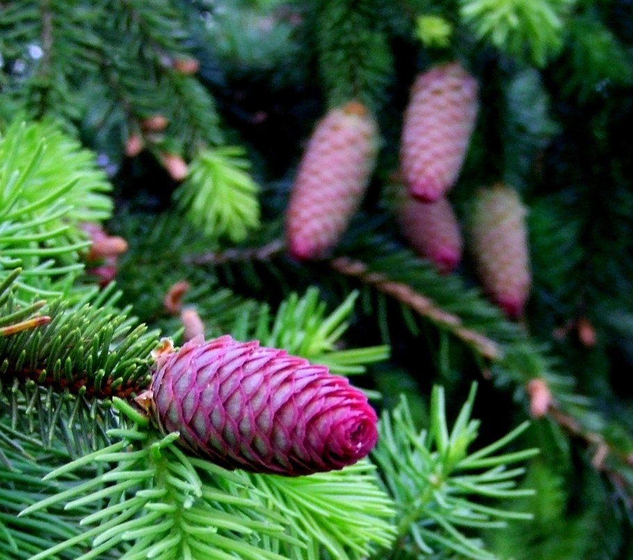 Ель красная Picea Rubens Nova Scotia Canada