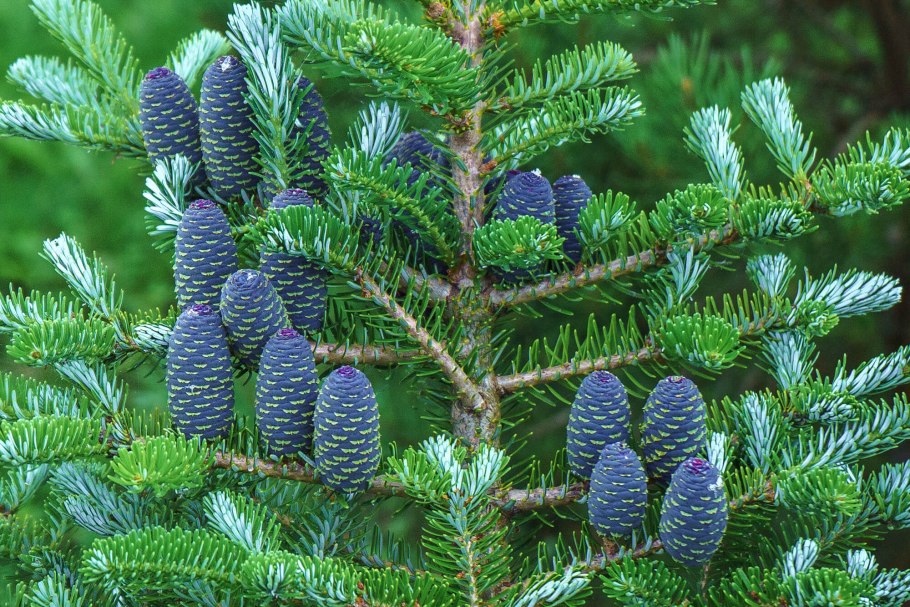 Пихта равночешуйчатая (Abies homolepis)